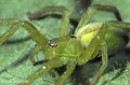 Micrommata ligurina