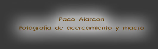Paco Alarcón. Fotografia macro y de acercamiento